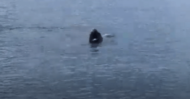 Lobos marinos en el Lago Fagnano