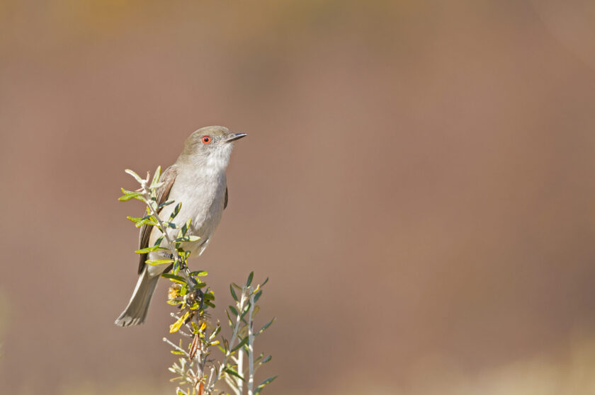 Parque Nacional Tierra del Fuego se suma a la semana de avistaje de aves