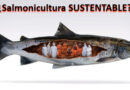 salmonicultura