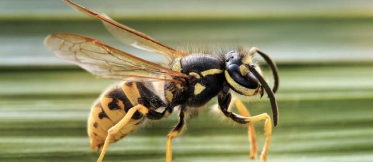 Chaquetas amarilla la especie que podria acabar con las abejas