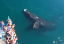ballenas chubut ushuaia