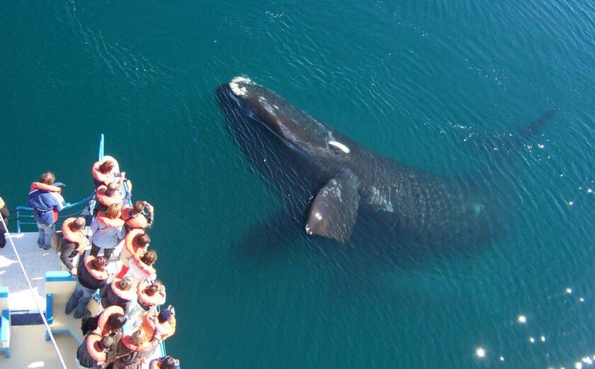 ballenas chubut ushuaia