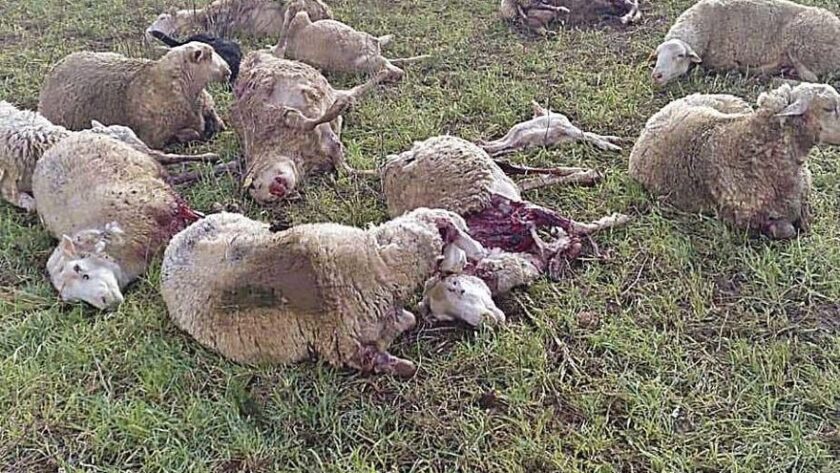 PROBLEMÁTICA OVINA. Sciurano exigió a la provincia ocuparse de la problemática de perros asilvestrados