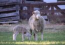 PROGRAMA LANAR: Nación aportará $600 por ovino “esquilable” a productores