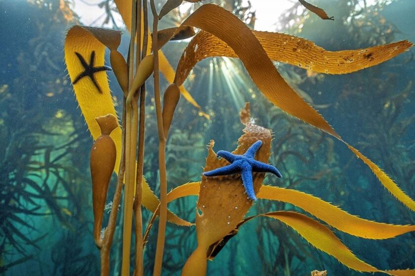 PENÍNSULA MITRE. Destacan la importancia de los bosques sumergidos de Tierra del Fuego 3 Peninsula Mitre NG