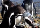 Pingu plasticos