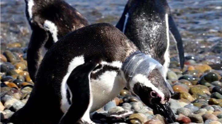 Pingu plasticos