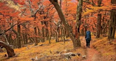 Bosques de Ushuaia