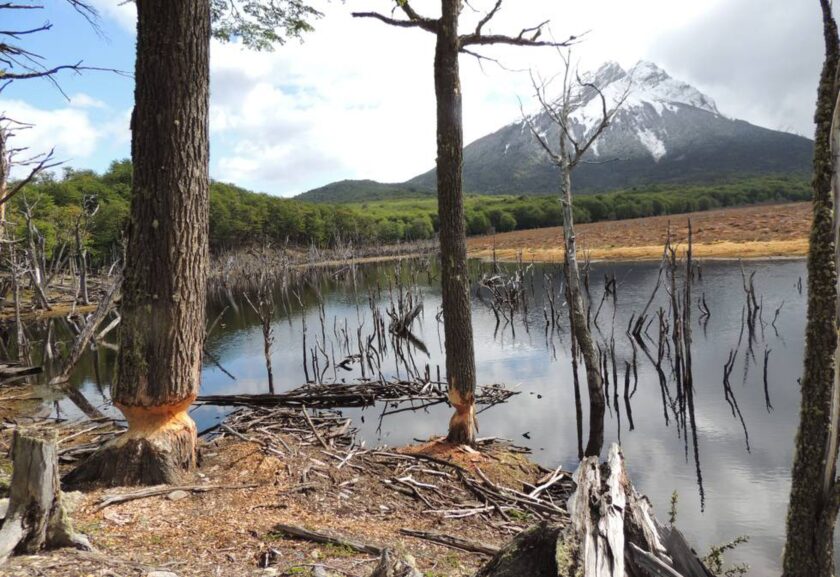 BOSQUES FUEGUINOS. Advierten que los daños del castor contribuyen a la Crisis Climática