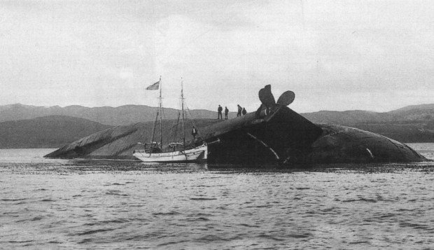 Scuba Diving Monte Cervantes Shipwreck 620x357 1