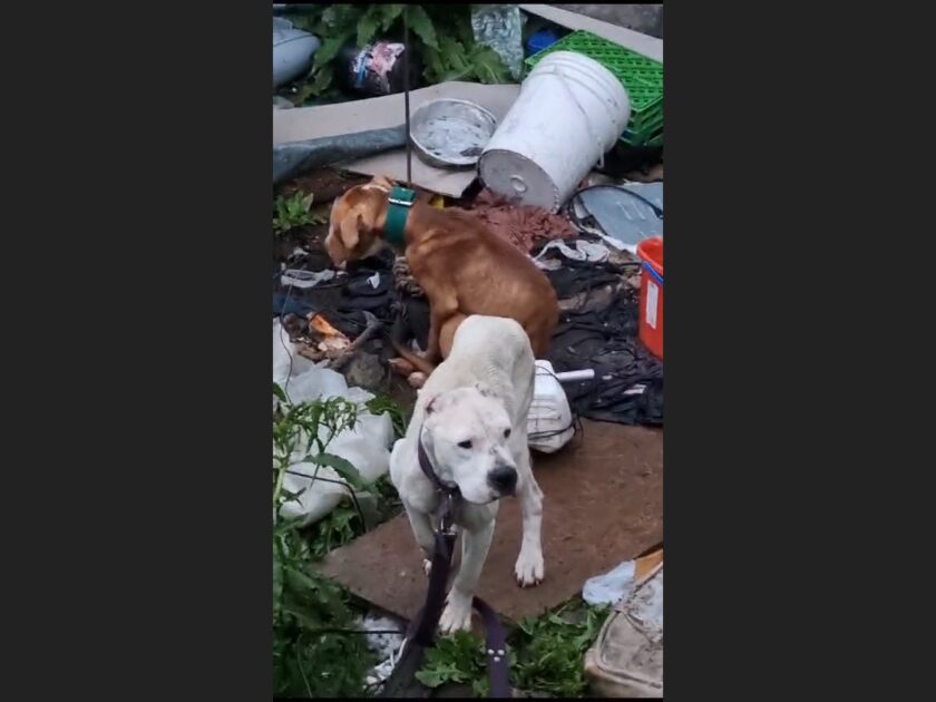 LAMENTABLE. El eterno problema de perros abandonados en Ushuaia