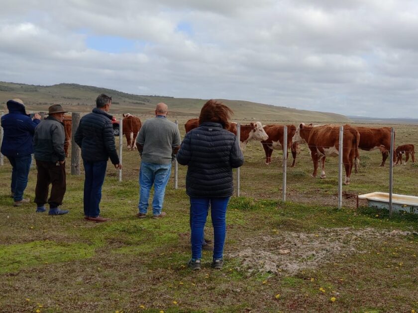 DIVERSIFICACIÓN. Impulsan la genética para potenciar la producción bovina y ovina