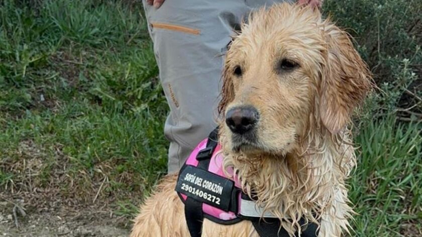 DETALLES DEL REENCUENTRO. Así fue el conmovedor rescate de la Golden Retriever ‘Sofía’