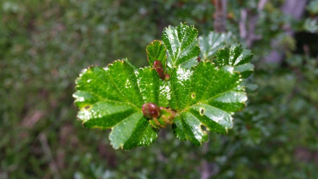 hoja de nire 2