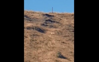 Estancieros en pie de guerra contra el puma avistado en San Sebastián