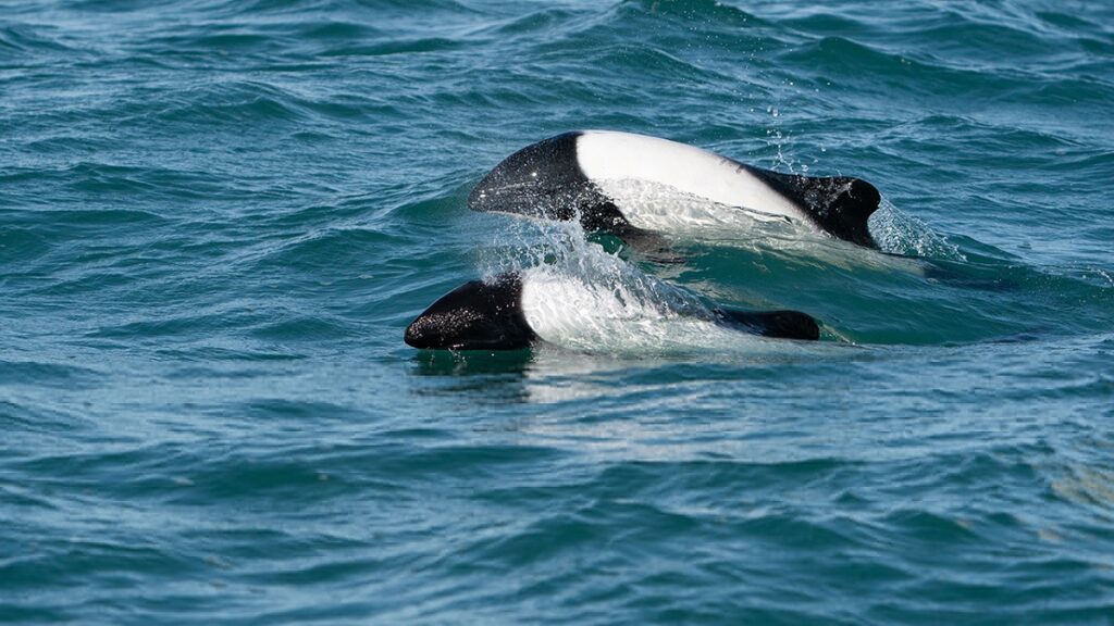 El pequeño delfín de la Patagonia que impulsa el turismo y la investigación
