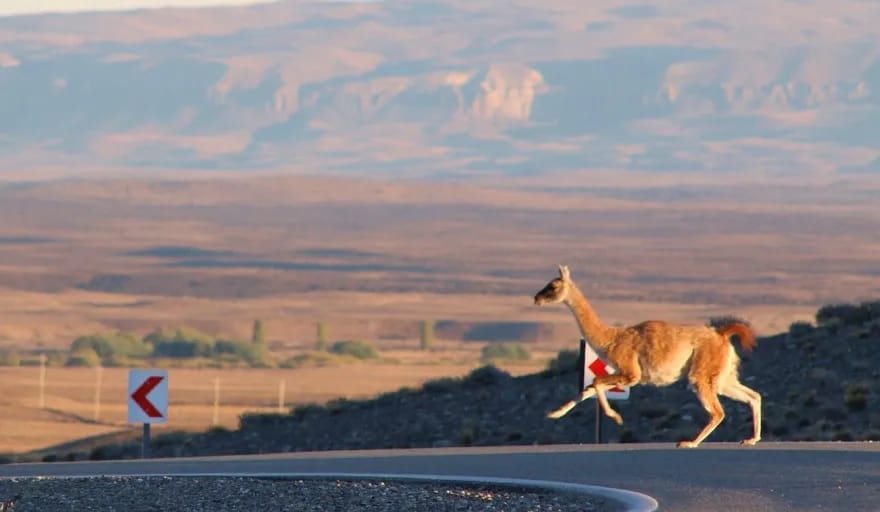 Guanacos: Schiavini llamó a reflexionar sobre la velocidad vehicular