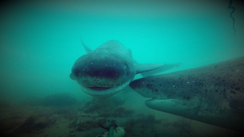 Guardianes silenciosos del ecosistema marino