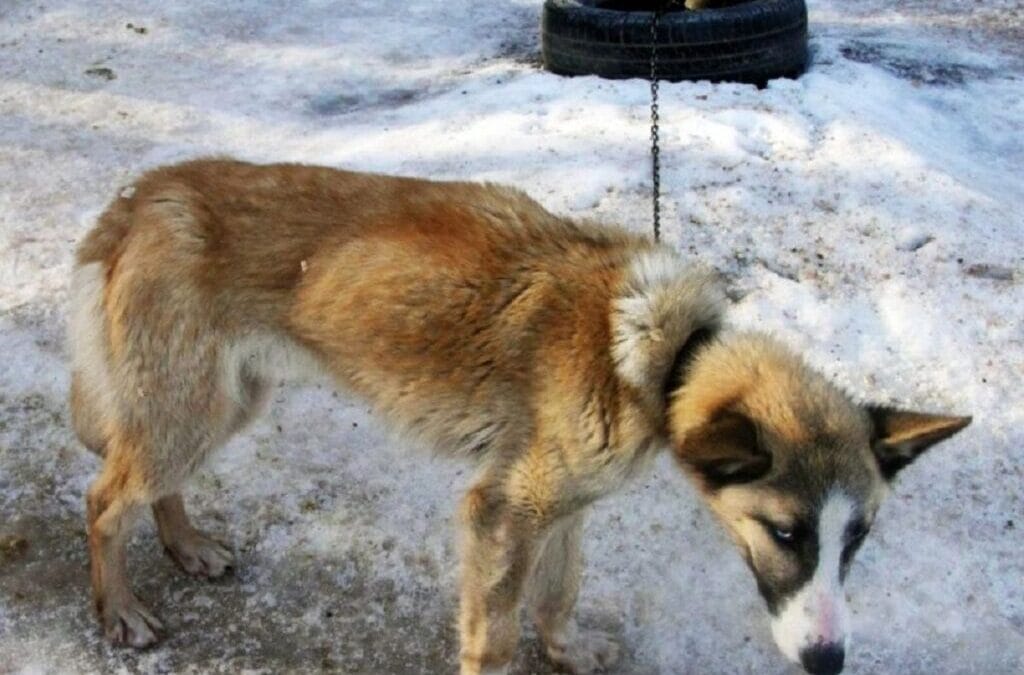 Denuncian abandono de perros en centros invernales