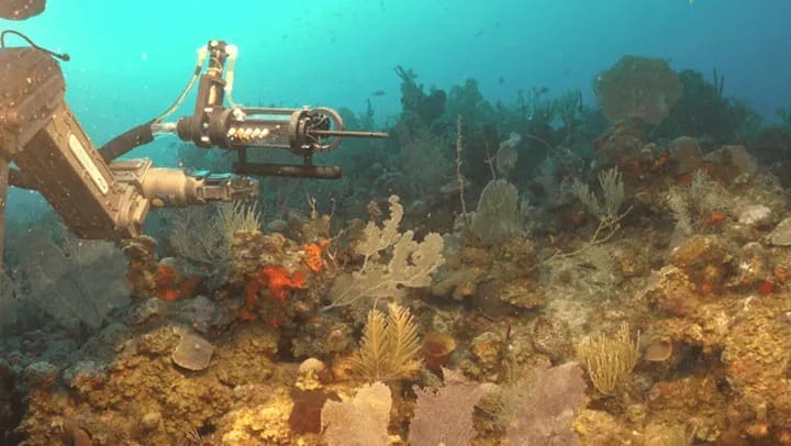 Imágenes desde un submarino robotizado revela secretos del mar profundo