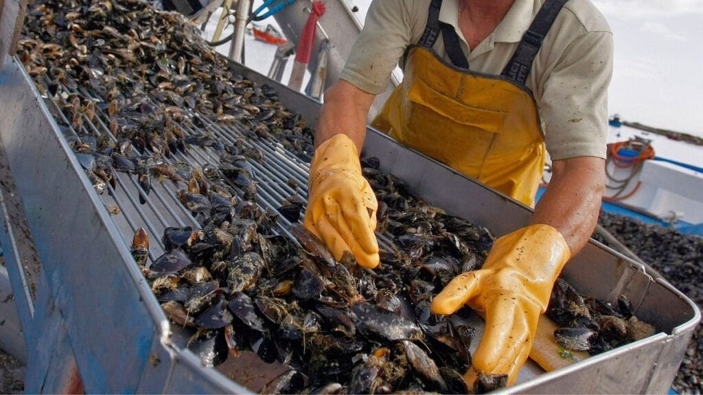Impulsan capacitación para sumar productores de mejillones en Tierra del Fuego