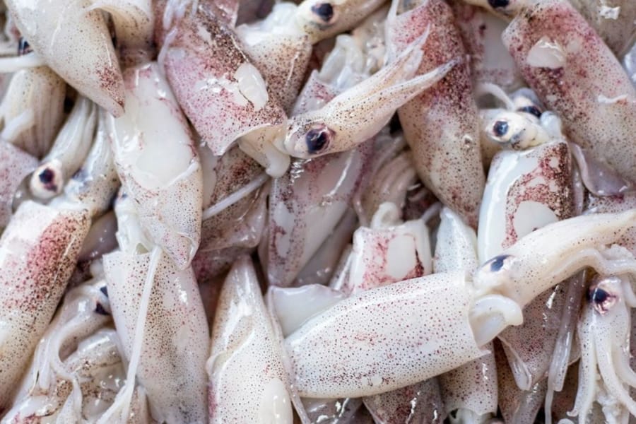 Retomaron la pesca ilegal de calamar en Malvinas