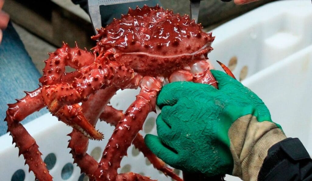 Aprueban campañas para evaluar la centolla en Tierra del Fuego