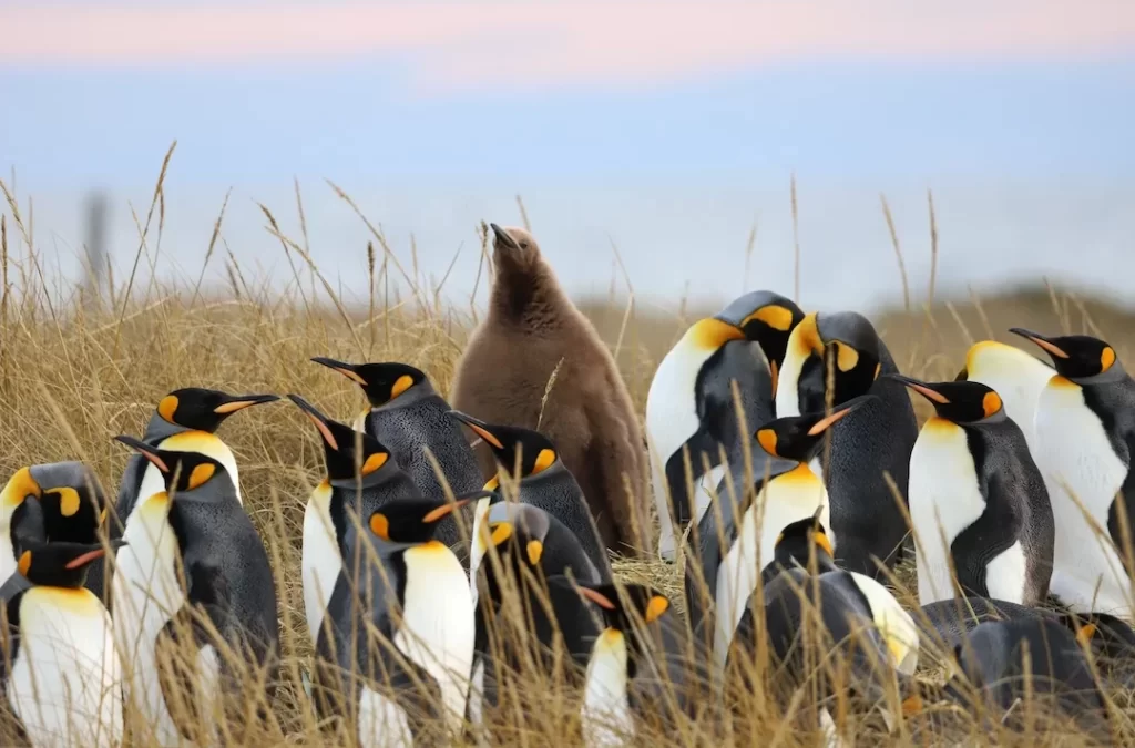 La Reserva Natural Pingüino Rey: un santuario único en la isla de Tierra del Fuego chilena que protege al rey de los pingüinos