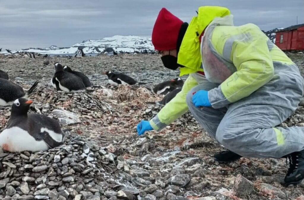 La gripe aviar se extiende por la Antártida y amenaza a pingüinos y lobos marinos