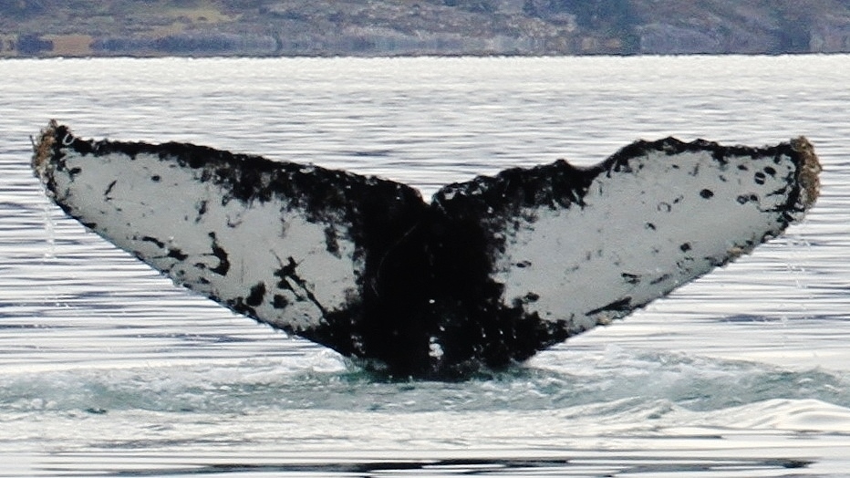 Analizan causas del regreso de las ballenas al canal Beagle