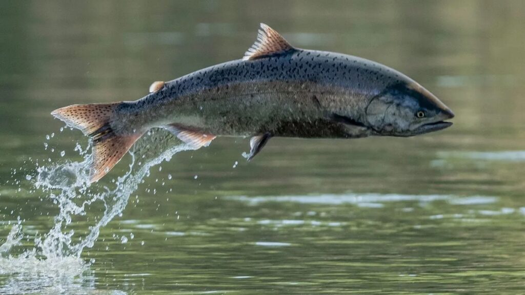 Salmones en Tierra del Fuego: alertan por efectos en los ecosistemas