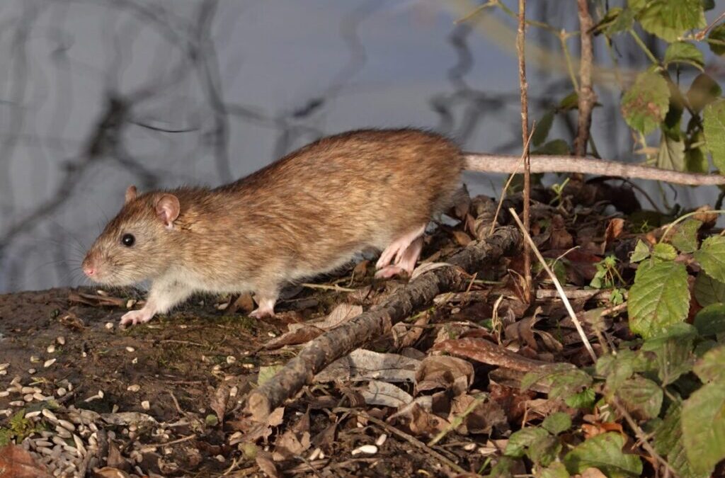 Especialista descarta escenario local de hantavirus 