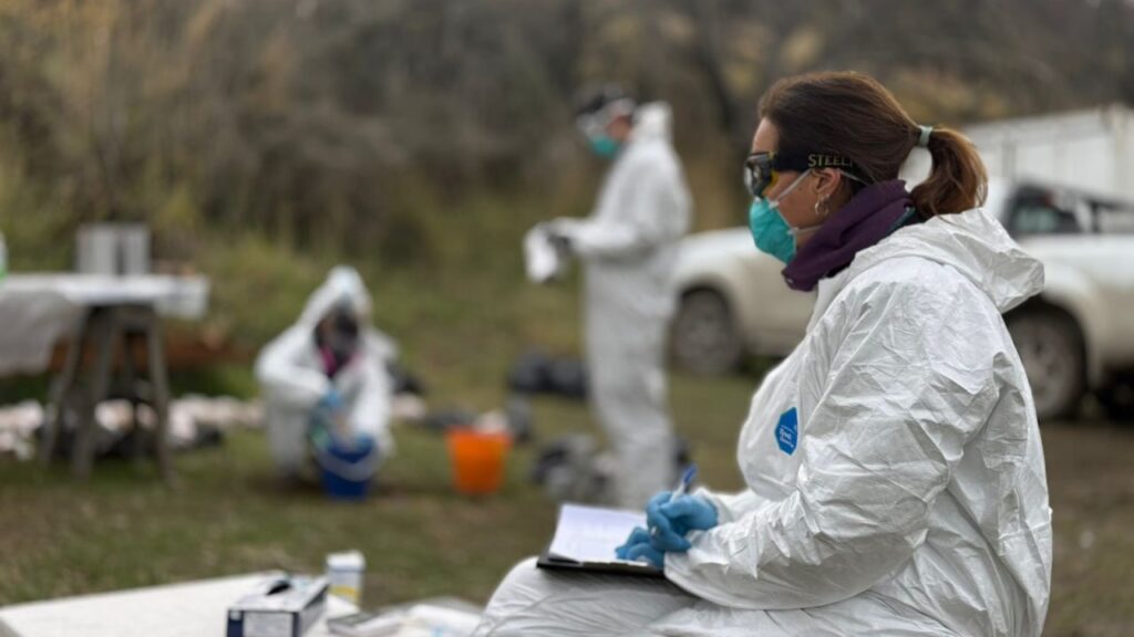 Cómo fue el operativo de captura y análisis de roedores silvestres