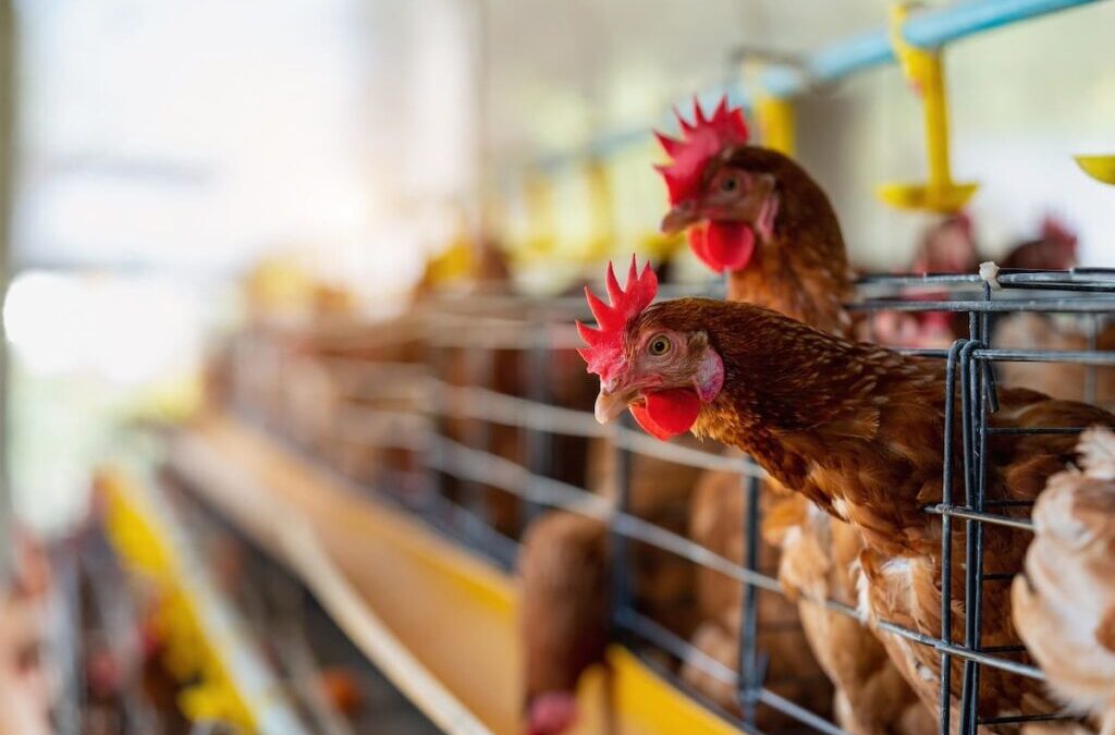 Capacitarán a productores avícolas en bioseguridad y manejo sostenible