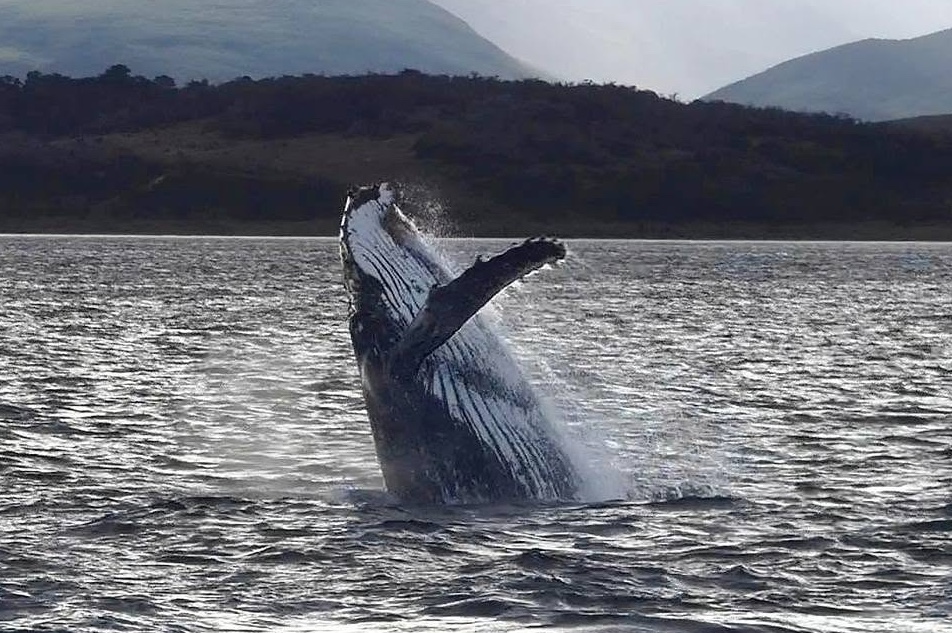El Beagle registra una temporada récord de ballenas