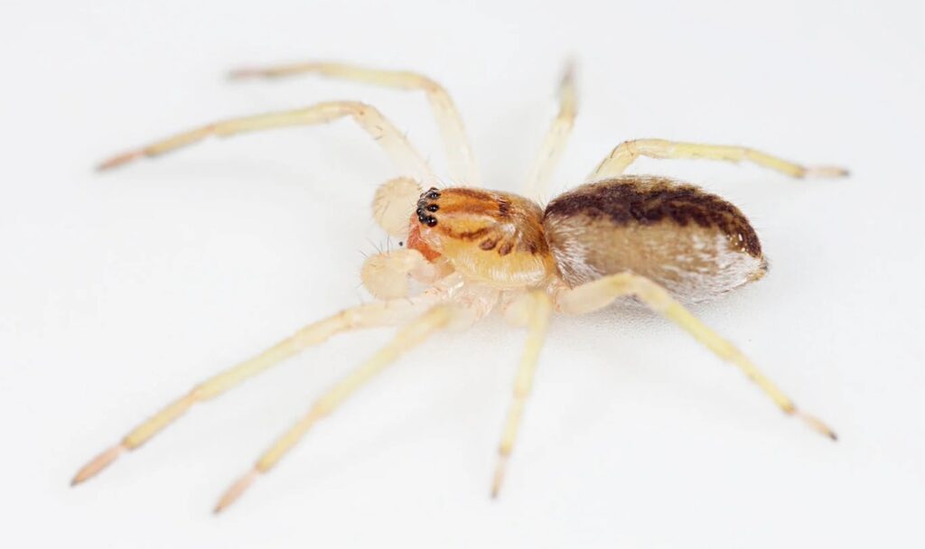 Identifican una araña de linaje único en Isla de los Estados