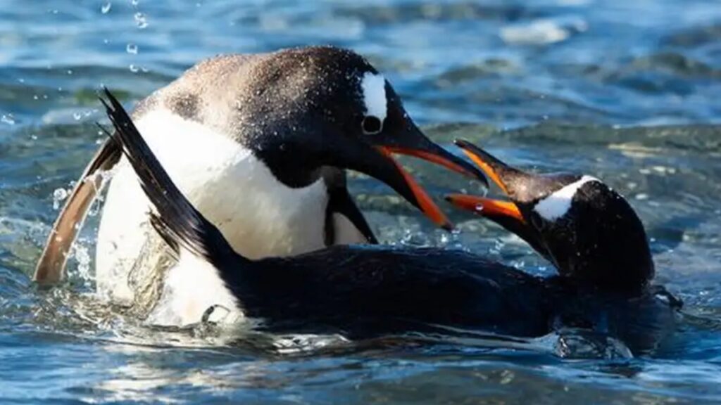 Un estudio redefine la clasificación del pingüino papúa