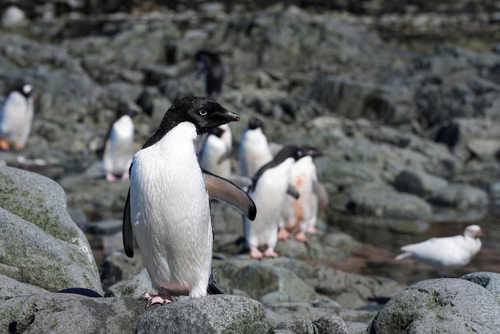Pingüinos