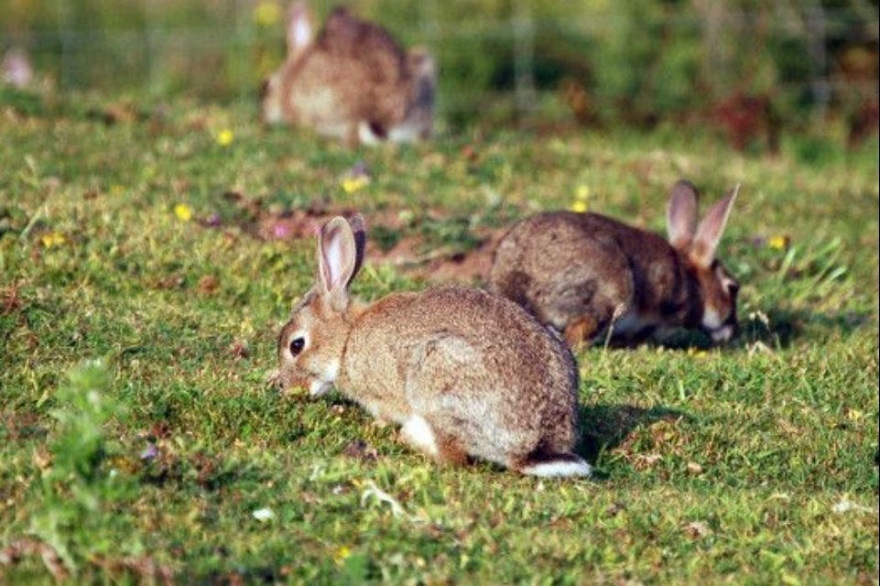 Advierten efectos del fallo sobre especies invasoras