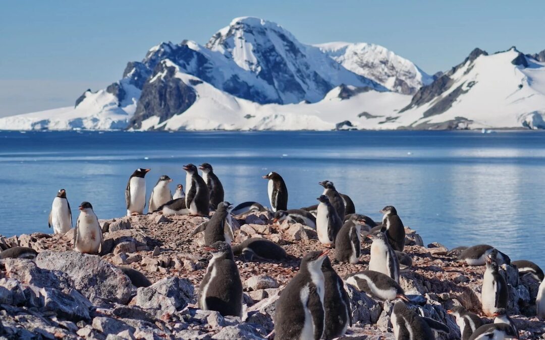 Descubren importantes emisiones de metano en pingüineras antárticas