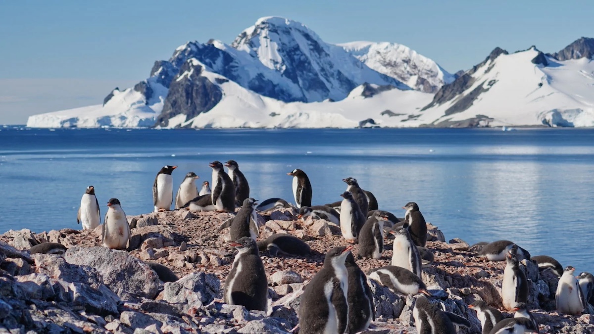 Pinguinos