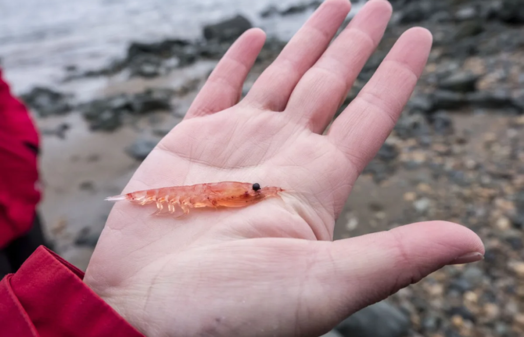 Advierten que la pesca de krill compromete la alimentación de ballenas